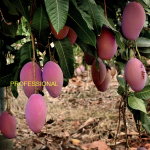 Saisonstart der spanischen Mango