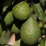 Die Avocado in der mexikanischen Kultur