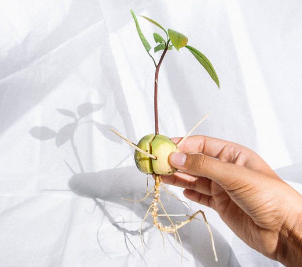 grow-avocado-3