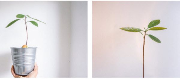 grow-avocado-4