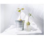 Grow your own avocado plant: It is not an easy task, but it is not impossible!