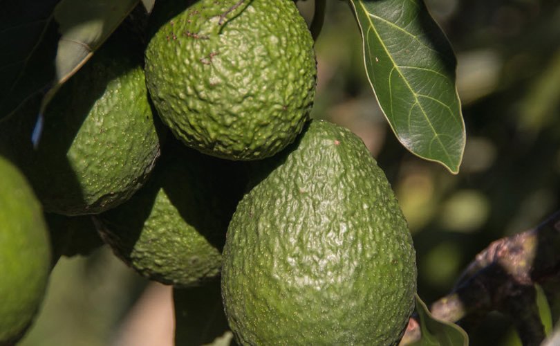 avocado-cultura-mejicana