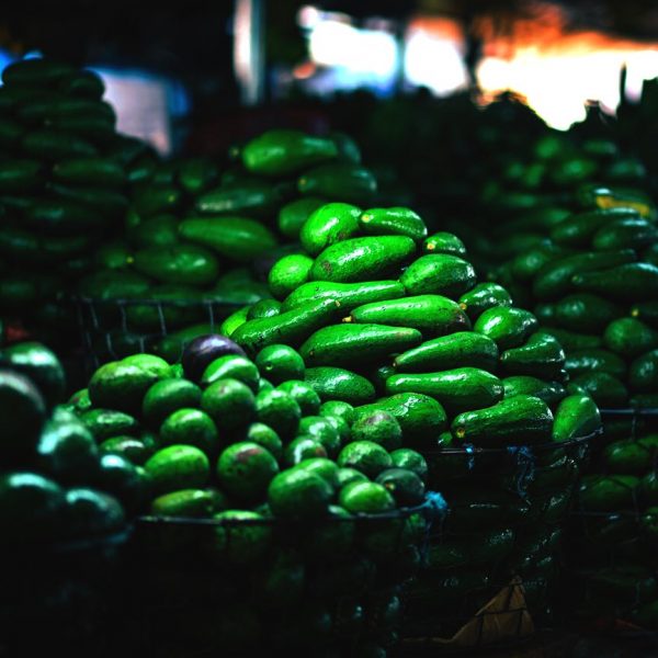 LA PETITE HISTOIRE DU FRUIT DE L’AVOCATIER EN AMÉRIQUE
